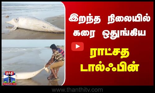 இறந்த நிலையில் கரை ஒதுங்கிய  ராட்சத டால்ஃபின்
