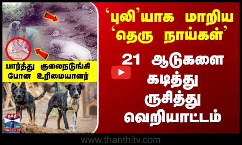`புலி’யாக மாறிய `தெரு நாய்கள்’ - 21 ஆடுகளை கடித்து ருசித்து வெறியாட்டம்