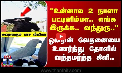 கிளியை  காணமல் தவித்த சென்னை தொழிலபதிர்.. மீண்டும் வந்தமர்ந்த கிளி