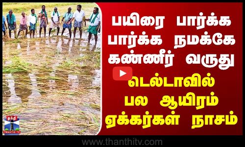 Nagapattinam | பயிரை பார்க்க பார்க்க நமக்கே கண்ணீர் வருது - டெல்டாவில் பல ஆயிரம் ஏக்கர்கள் நாசம்