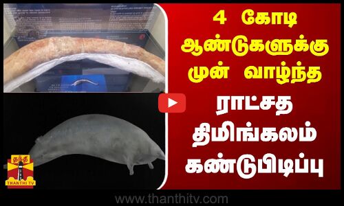 4 கோடி ஆண்டுகளுக்கு முன் வாழ்ந்த ராட்சத திமிங்கலம் கண்டுபிடிப்பு