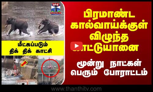 Elephant | ViralVideo | பிரமாண்ட கால்வாய்க்குள் விழுந்த யானை -  மீட்கப்படும் திக் திக் காட்சி