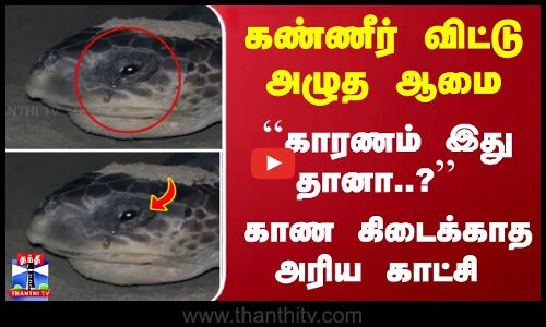 கண்ணீர் விட்டு அழுத ஆமை... ``காரணம் இது தானா..? காண கிடைக்காத அரிய காட்சி