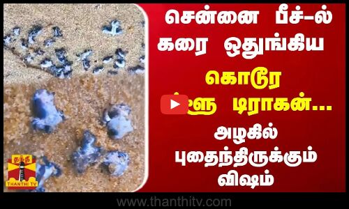 சென்னை பீச்-ல் கரை ஒதுங்கிய கொடூர ப்ளூ டிராகன் - அழகில் புதைந்திருக்கும் விஷம்