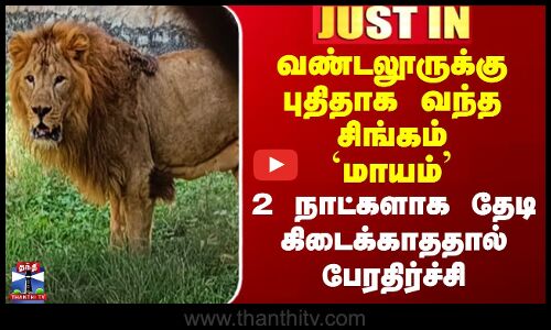 Vandalur Lion வண்டலூருக்கு புதிதாக வந்த சிங்கம் `மாயம்’ - 2 நாட்களாக தேடி கிடைக்காததால் பேரதிர்ச்சி