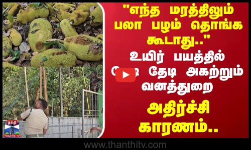 எந்த மரத்திலும் பலா பழம் தொங்க கூடாது உயிர் பயத்தில் தேடி தேடி அகற்றும் வனத்துறை
