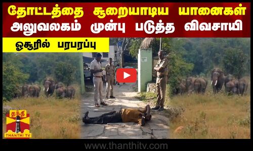 தோட்டத்தை சூறையாடிய யானைகள்...அலுவலகம் முன்பு படுத்த விவசாயி - ஓசூரில் பரபரப்பு