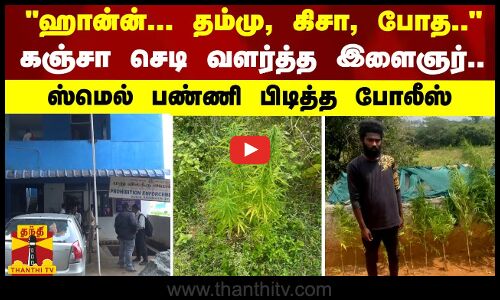 ஹான்ன்... தம்மு, கிசா, போத.. - கஞ்சா செடி வளர்த்த இளைஞர்..-  ஸ்மெல் பண்ணி பிடித்த போலீஸ்