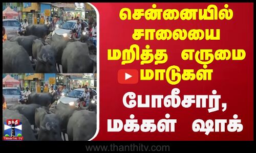சென்னையில் சாலையை மறித்த எருமை மாடுகள் - போலீசார், மக்கள் ஷாக்