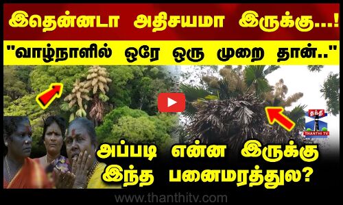 80 ஆண்டுகளுக்கு ஒரு முறை பூ பூக்கும் அரிய பனை மரங்கள்