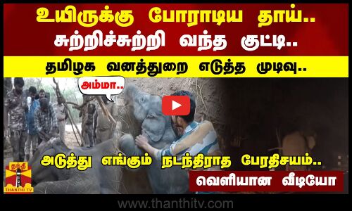உயிருக்கு போராடிய தாய்.. சுற்றிச்சுற்றி வந்த குட்டி.. தமிழக வனத்துறை எடுத்த முடிவு.. அடுத்து எங்கும் நடந்திராத பேரதிசயம்.. வெளியான வீடியோ