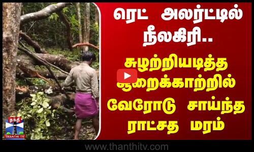 Red Alert-ல் நீலகிரி.. சுழற்றியடித்த சூறைக்காற்றில்  வேரோடு சாய்ந்த ராட்சத மரம்