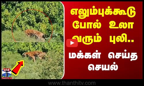 எலும்புக்கூடு போல் உலா வரும் புலி.. மக்கள் செய்த செயல்