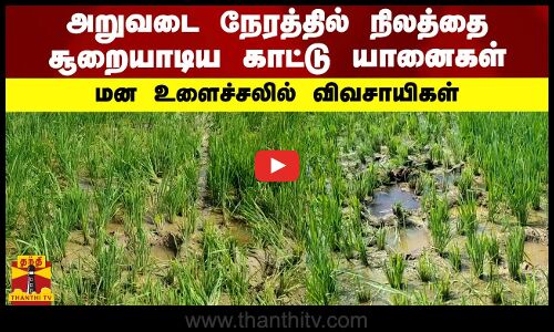 அறுவடை நேரத்தில் நிலத்தை சூறையாடிய காட்டு யானைகள்..மன உளைச்சலில் விவசாயிகள்