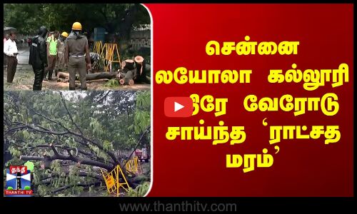 சென்னை லயோலா கல்லூரி எதிரே வேரோடு சாய்ந்த `ராட்சத மரம்’