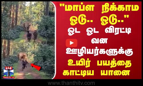 மாப்ள நிக்காம ஓடு.. ஓடு ஓட ஓட விரட்டி ஊழியர்களுக்கு உயிர் பயத்தை காட்டிய யானை