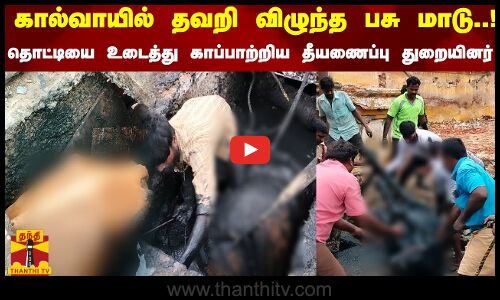 கால்வாயில் தவறி விழுந்த பசு மாடு..! தொட்டியை உடைத்து காப்பாற்றிய தீயணைப்பு துறையினர்
