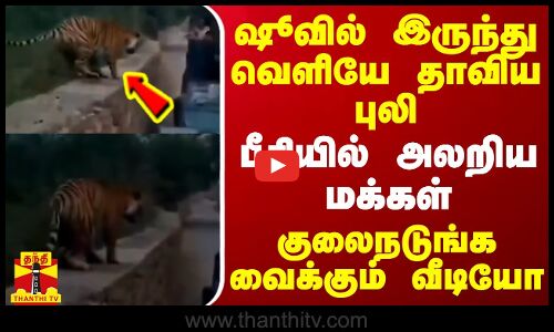 ஷூவில் இருந்து வெளியே தாவிய புலி.. பீதியில் அலறிய மக்கள் - குலைநடுங்க வைக்கும் வீடியோ