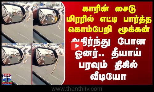 Namakkal Car Snake | காரின் சைடு மிரரில் எட்டி பார்த்த கொம்பேறி மூக்கன் - அதிர்ந்து போன ஓனர்