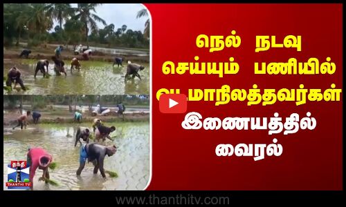 Thiruvarur | North Indian |  நெல் நடவு செய்யும் பணியில் வடமாநிலத்தவர்கள்