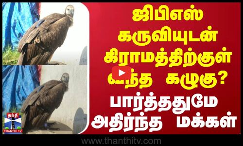 ஜிபிஎஸ் கருவியுடன் கிராமத்திற்குள் வந்த கழுகு? - பார்த்ததுமே அதிர்ந்த மக்கள்