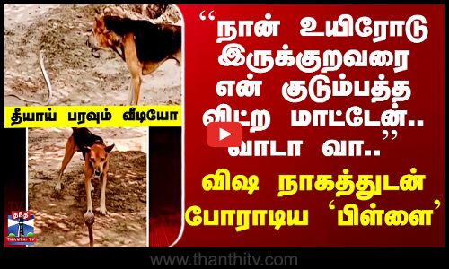 Dog | ``நான் உயிரோடு இருக்குறவரை என் குடும்பத்த விட்ற மாட்டேன்’’ விஷ நாகத்துடன் போராடிய `பிள்ளை’