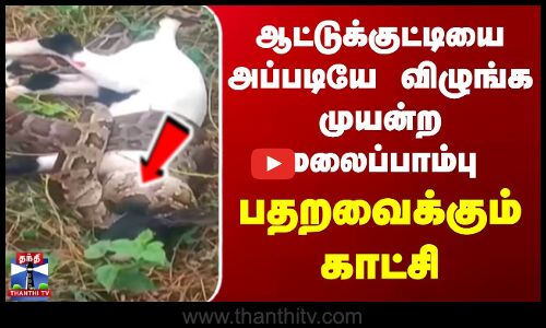 ஆட்டுக்குட்டியை அப்படியே விழுங்க முயன்ற மலைப்பாம்பு  பதறவைக்கும் காட்சி