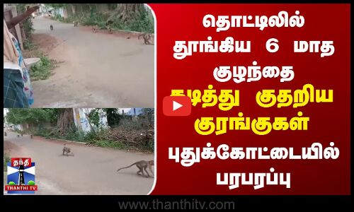 Monkey Attack | தொட்டிலில் தூங்கிய 6 மாத குழந்தை.கடித்து குதறிய குரங்குகள்.புதுக்கோட்டையில் பரபரப்பு