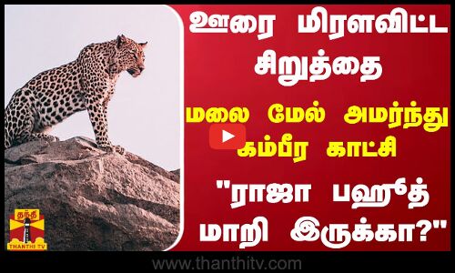 ஊரை மிரளவிட்ட சிறுத்தை - மலை மேல் அமர்ந்து கம்பீர காட்சி - ராஜா பஹூத் மாறி இருக்கா?