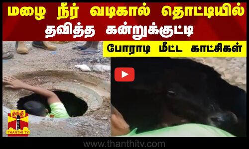 மழை நீர் வடிகால் தொட்டியில் தவித்த கன்றுக்குட்டி -போராடி மீட்ட காட்சிகள்