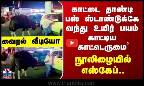 Dindigul காட்டை தாண்டி பஸ் ஸ்டாண்டுக்கே வந்து உயிர் பயம் காட்டிய `காட்டெருமை’  - நூலிழையில் எஸ்கேப்