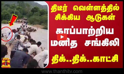 திடீர் வெள்ளத்தில் சிக்கிய ஆடுகள்... காப்பாற்றிய மனித சங்கிலி - திக்..திக்..காட்சி