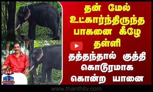 தன் மேல் உட்கார்ந்திருந்த பாகனை கீழே தள்ளி தத்தந்தால் குத்தி கொடூரமாக கொன்ற யானை