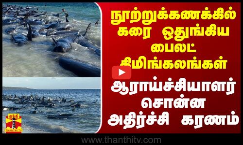 நூற்றுக்கணக்கில் கரை ஒதுங்கிய பைலட் திமிங்கலங்கள் - ஆராய்ச்சியாளர் சொன்ன அதிர்ச்சி கரணம்