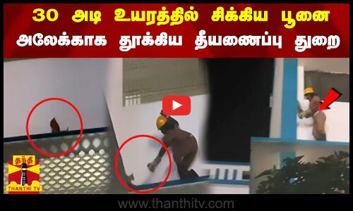 30 அடி உயரத்தில் சிக்கிய பூனை அலேக்காக தூக்கிய தீயணைப்பு துறை!