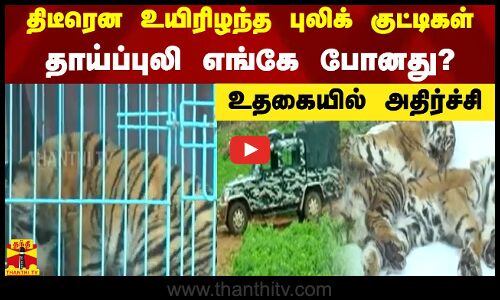 திடீரென உயிரிழந்த புலிக் குட்டிகள் - தாய்ப்புலி எங்கே போனது? உதகையில் அதிர்ச்சி