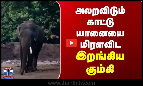 அலறவிடும் காட்டு யானையை மிரளவிட இறங்கிய கும்கி