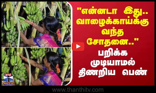 என்னடா இது.. வாழைக்காய்க்கு வந்த சோதனை.. - பறிக்க முடியாமல் திணறிய பெண்