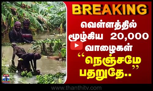 Thiruchendur | வெள்ளத்தில் மூழ்கிய 20,000 வாழைகள் - ``நெஞ்சமே பதறுதே..’’