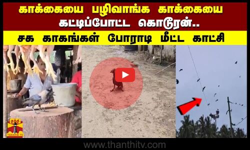 காக்கையை பழிவாங்க காக்கையை கட்டிப்போட்ட கொடூரன்.. சக காகங்கள் போராடி மீட்ட காட்சி