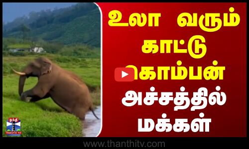 உலா வரும் காட்டு கொம்பன் - அச்சத்தில் மக்கள்