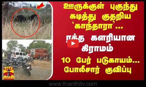 ஊருக்குள் புகுந்து கடித்து குதறிய `காந்தாரா... ரத்த களரியான கிராமம் - போலீசார் குவிப்பு