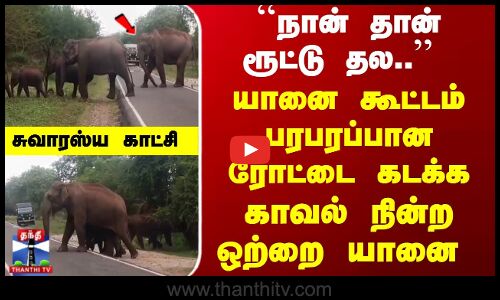 தன் கூட்டம் ரோட்டை கடக்க... காவல் நின்ற ஒற்றை யானை - சுவாரஸ்ய காட்சி