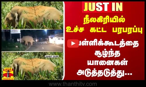 #JUSTIN | நீலகிரியில் உச்ச கட்ட பரபரப்பு... பள்ளிக்கூடத்தை சூழ்ந்த யானைகள் அடுத்தடுத்து...