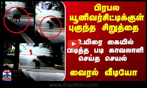 Leopard | College | பிரபல யூனிவர்சிட்டிக்குள் புகுந்த சிறுத்தை - வைரல் வீடியோ