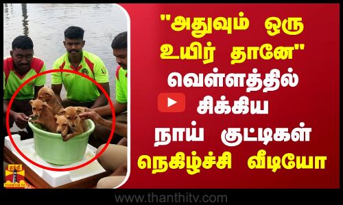 அதுவும் ஒரு உயிர் தானே வெள்ளத்தில் சிக்கிய நாய் குட்டிகள்..  நெகிழ்ச்சி வீடியோ