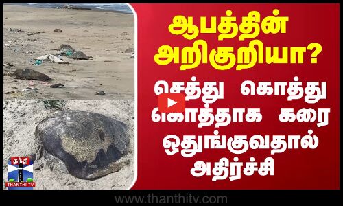 ஆபத்தின் அறிகுறியா? - செத்து கொத்து கொத்தாக கரை ஒதுங்குவதால் அதிர்ச்சி | tortoise | alivtortoise