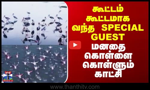 Kodiyakarai | Birds | கூட்டம் கூட்டமாக வந்த SPECIAL GUEST.. மனதை கொள்ளை கொள்ளும் காட்சி