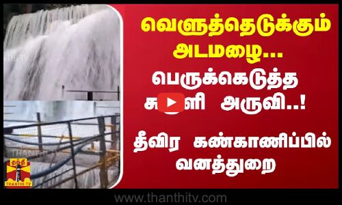 வெளுத்தெடுக்கும் அடமழை... பெருக்கெடுத்த சுருளி அருவி..! தீவிர கண்காணிப்பில் வனத்துறை