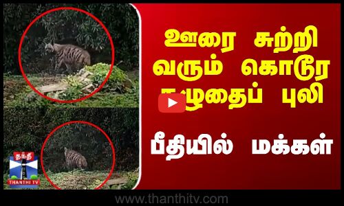 ஊரை சுற்றி வரும் கொடூர கழுதைப் புலி... பீதியில் மக்கள்